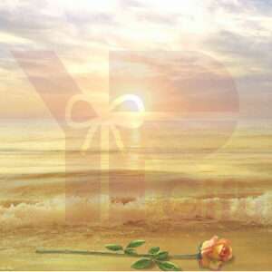 Seaside sunset with rose and soft waves.